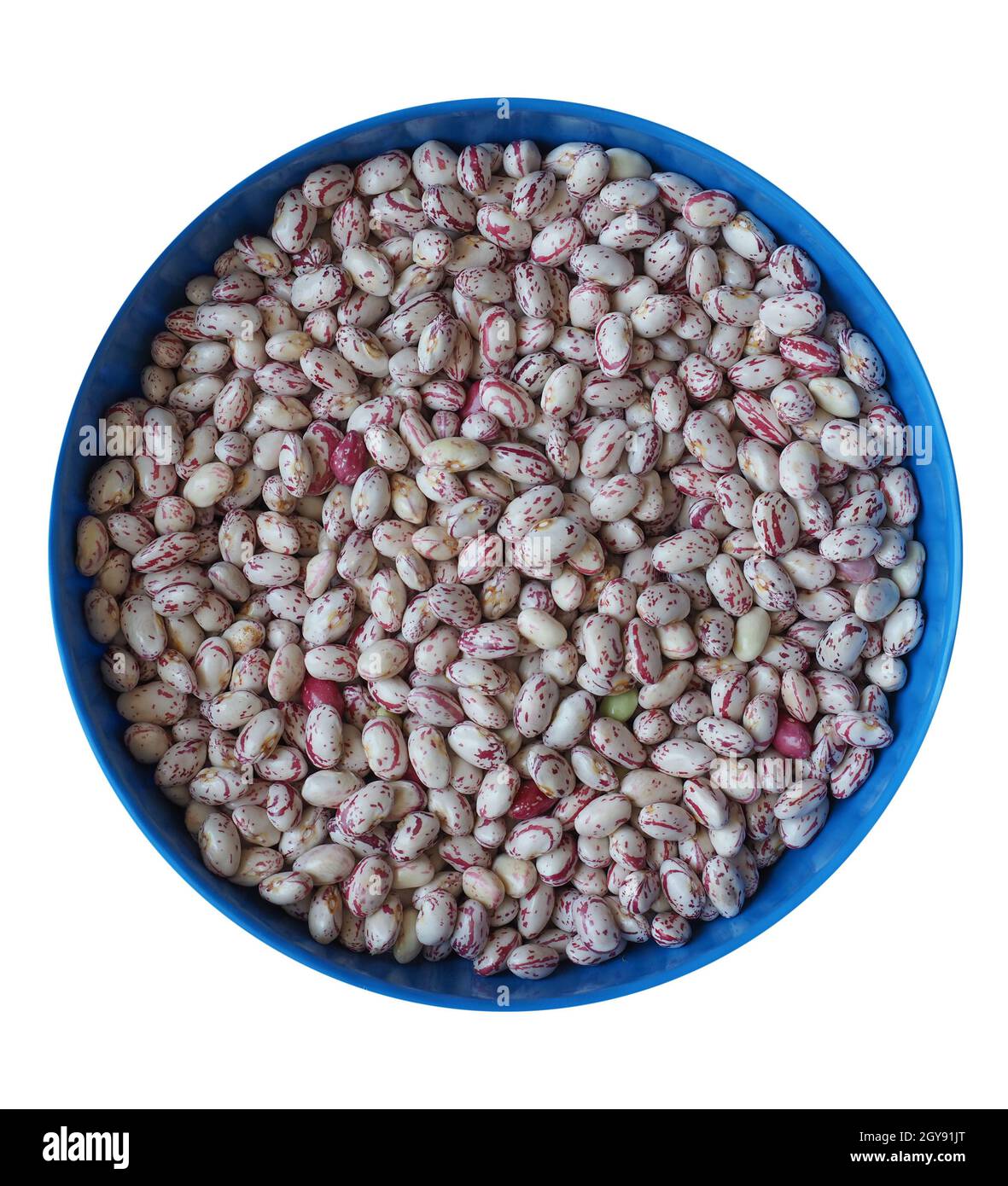 crimson beans, variety of common bean (scientific name Phaseolus