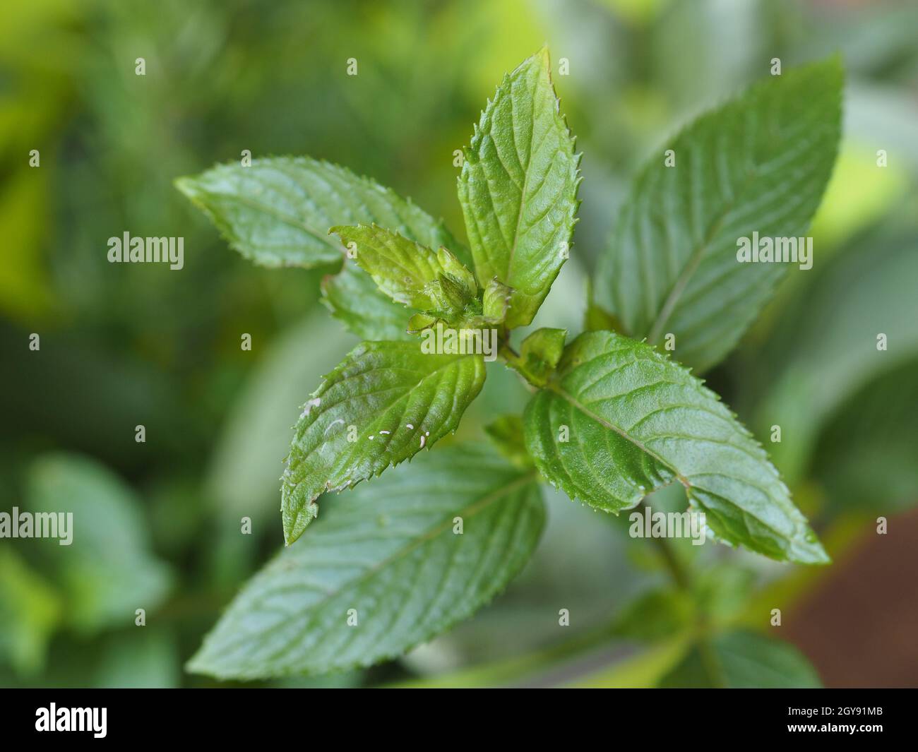 peppermint-scientific-name-mentha-x-piperita-plant-stock-photo-alamy