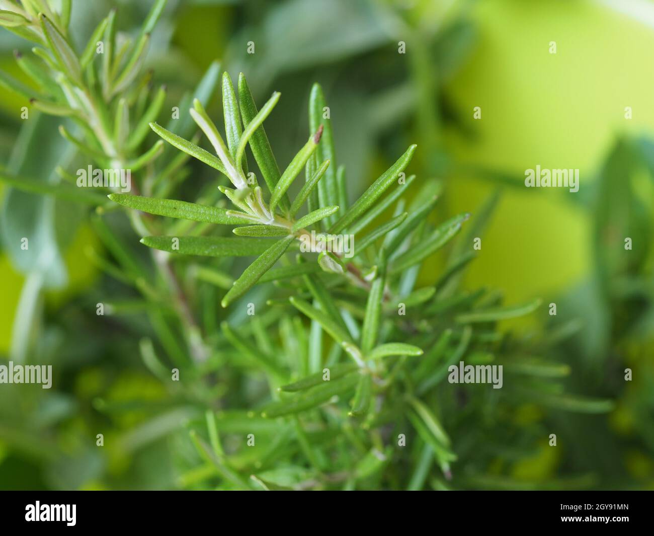 green rosemary (scientific name Rosmarinus officinalis) plant Stock