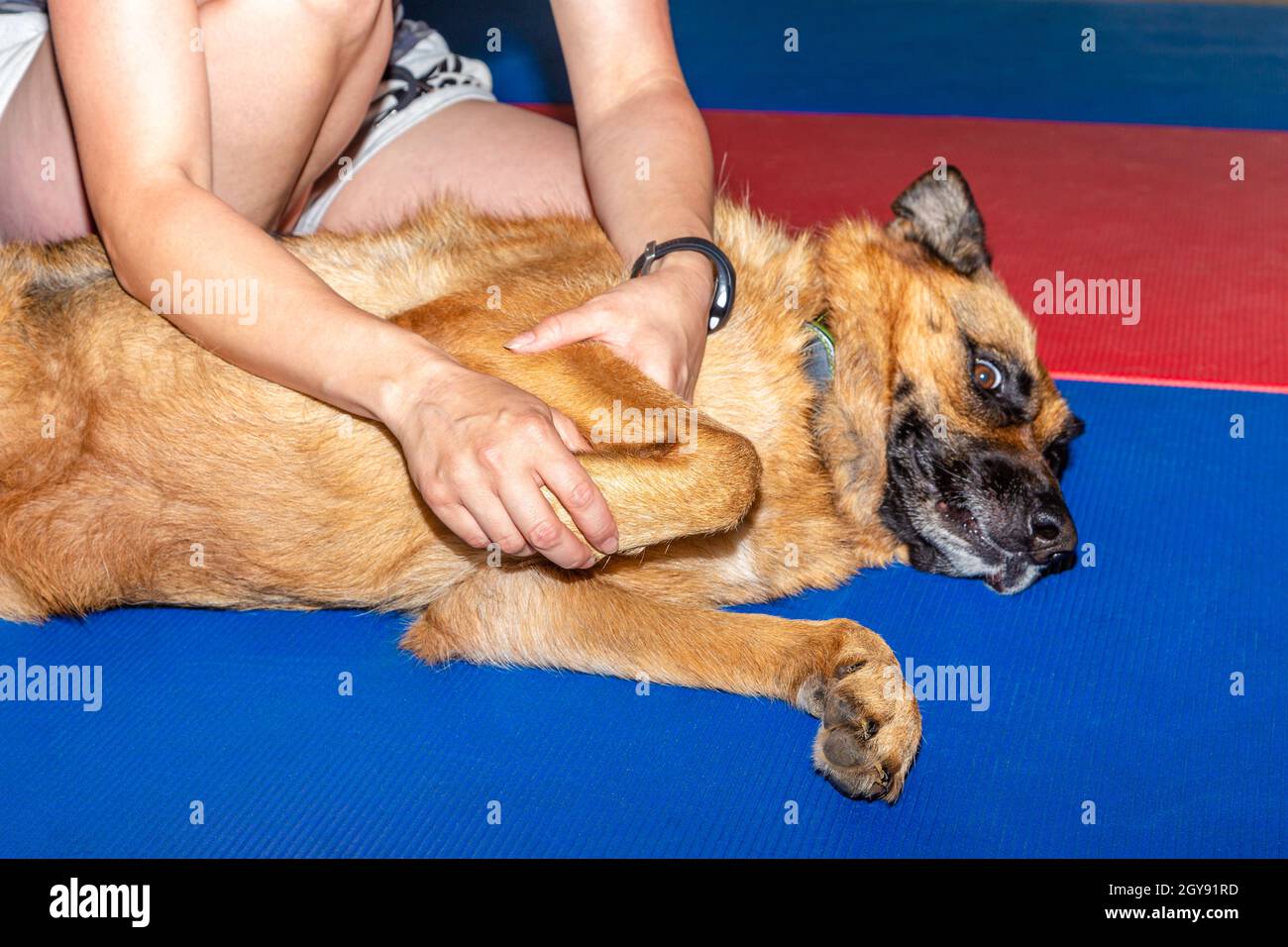 Curated visual reference: Treatment Of The Front Leg Of A German Shepherd Dog Photo Inspiration