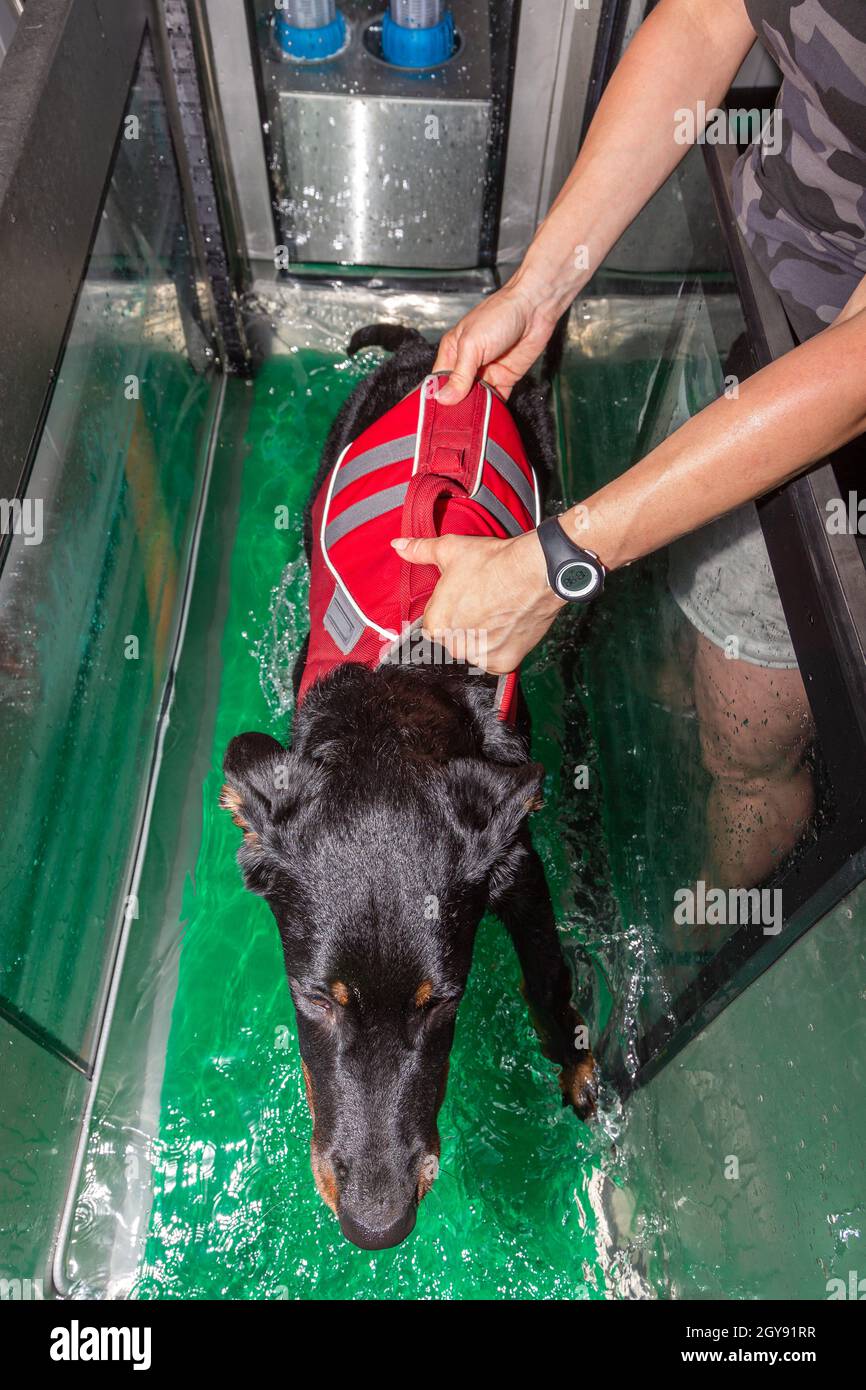 puppy dog gets guided in a water treadmill in physical therapy Stock