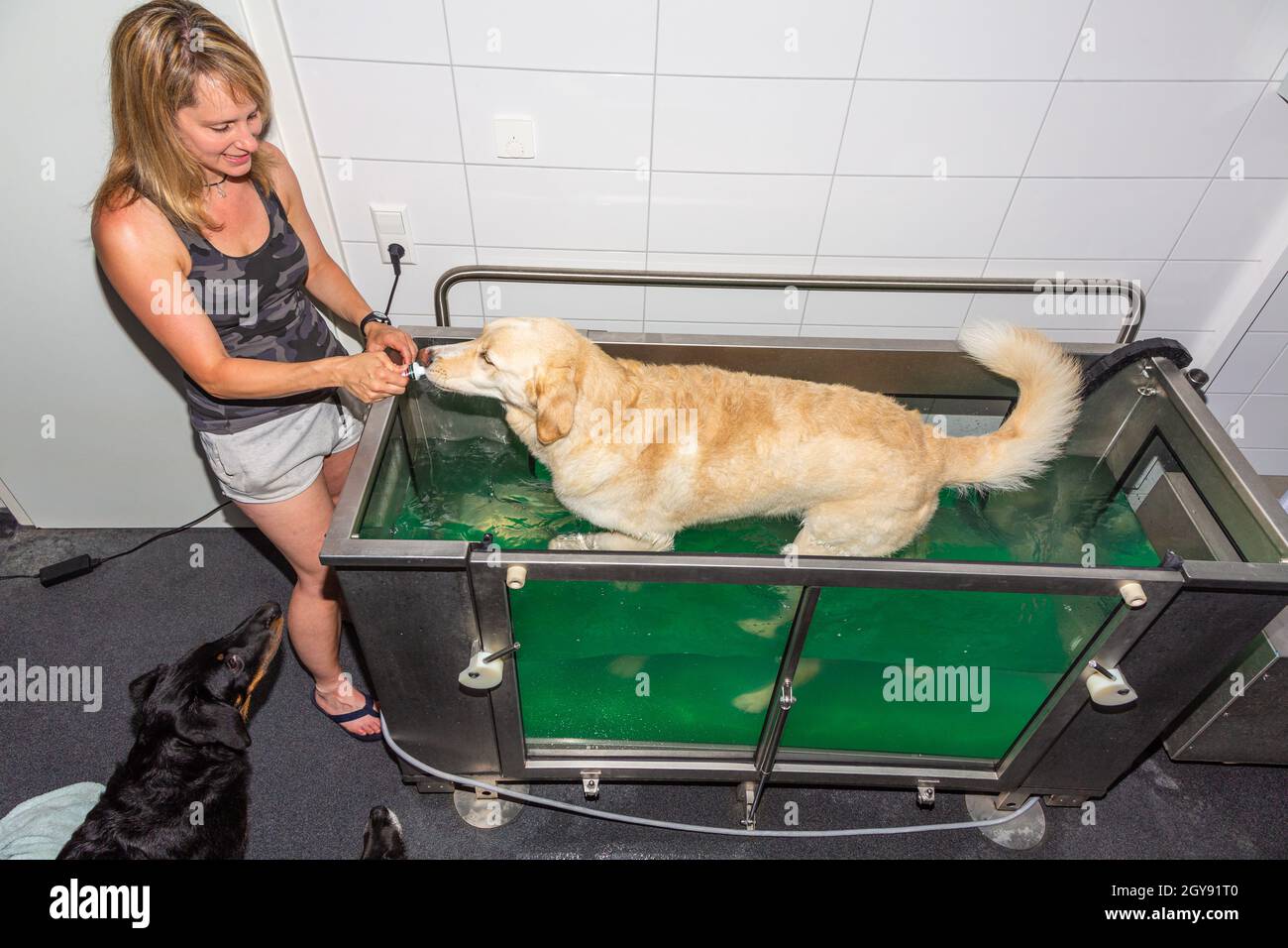 water treadmill in physical therapy for sick dogs Stock Photo Alamy
