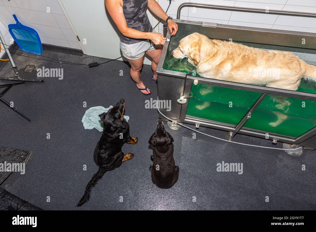 dogs watching while patient walks in a water treadmill in physical