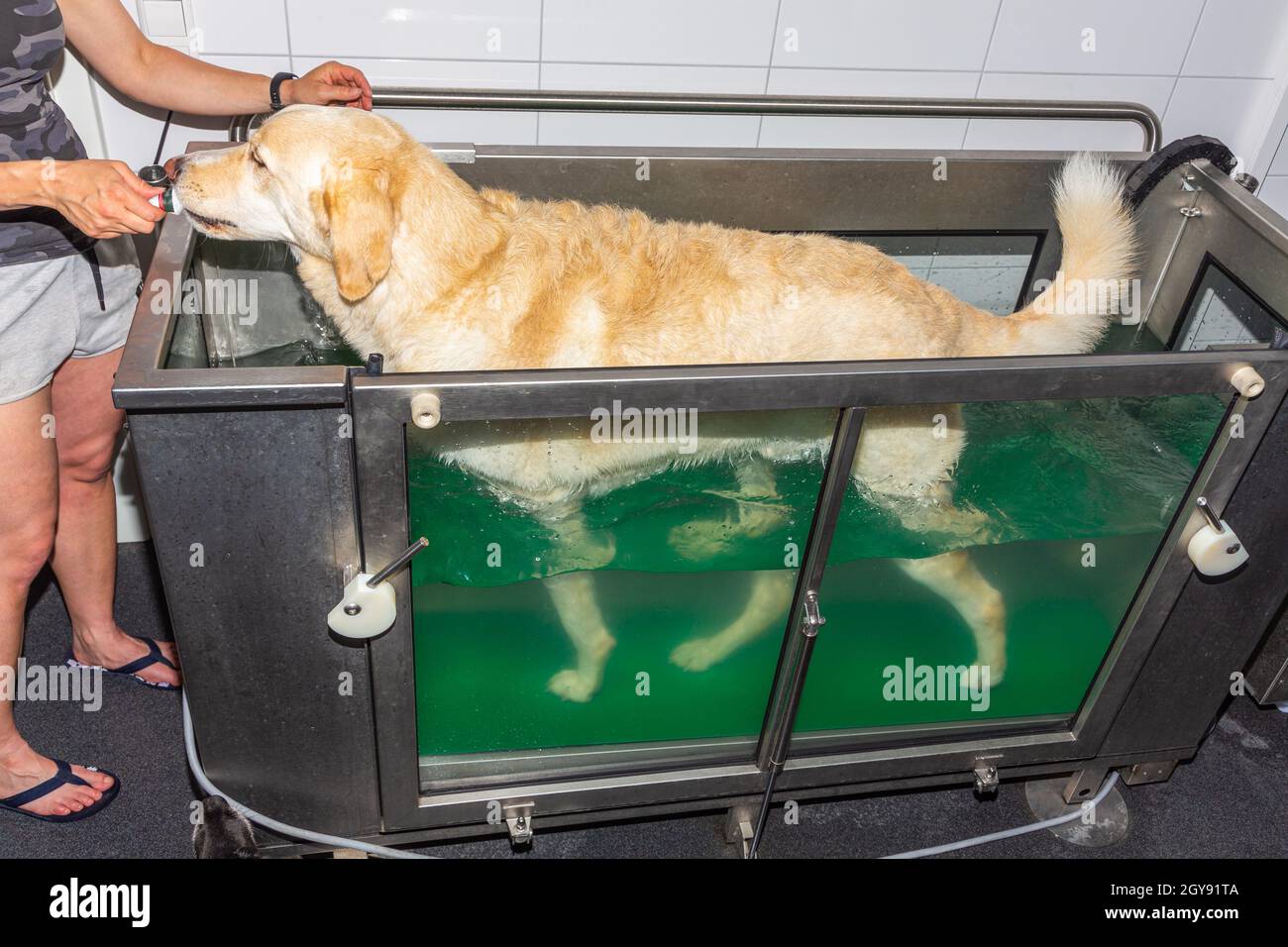 dog gets motivated with food during therapy in a water treadmill Stock