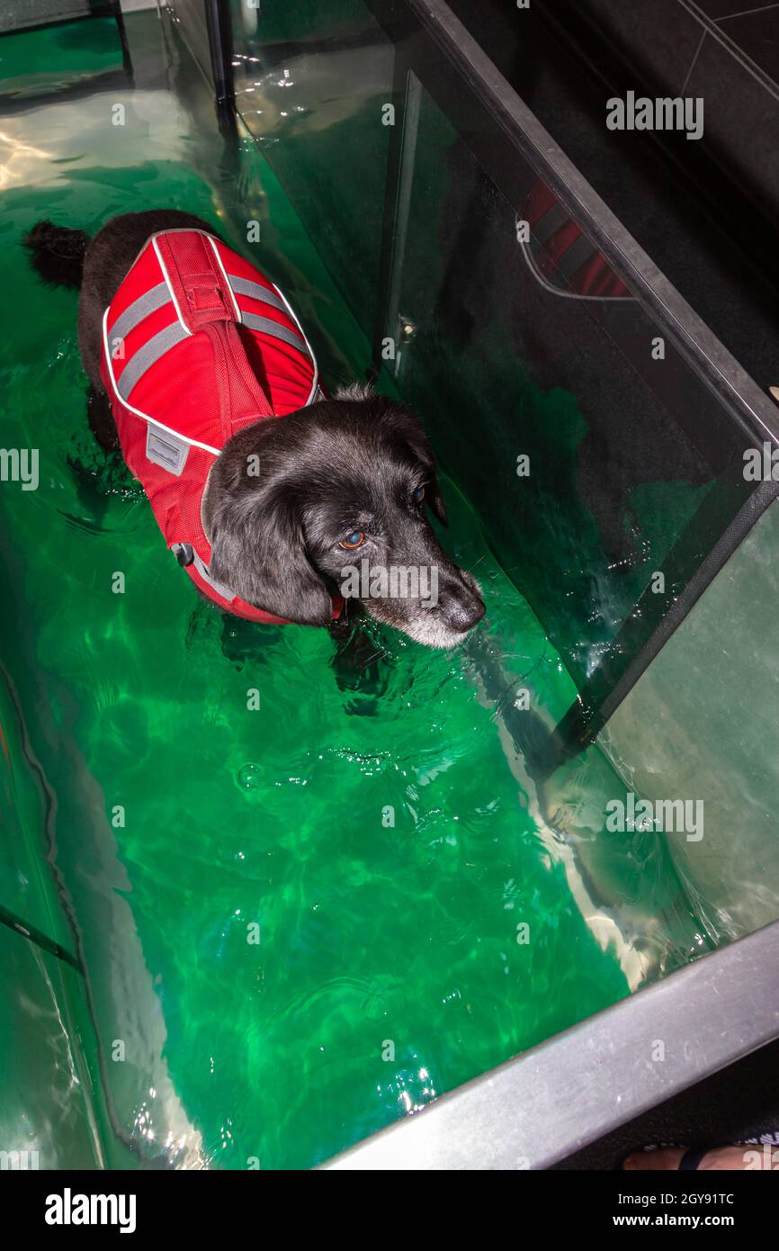 cute dog walks in a water treadmill during its treatment in physical
