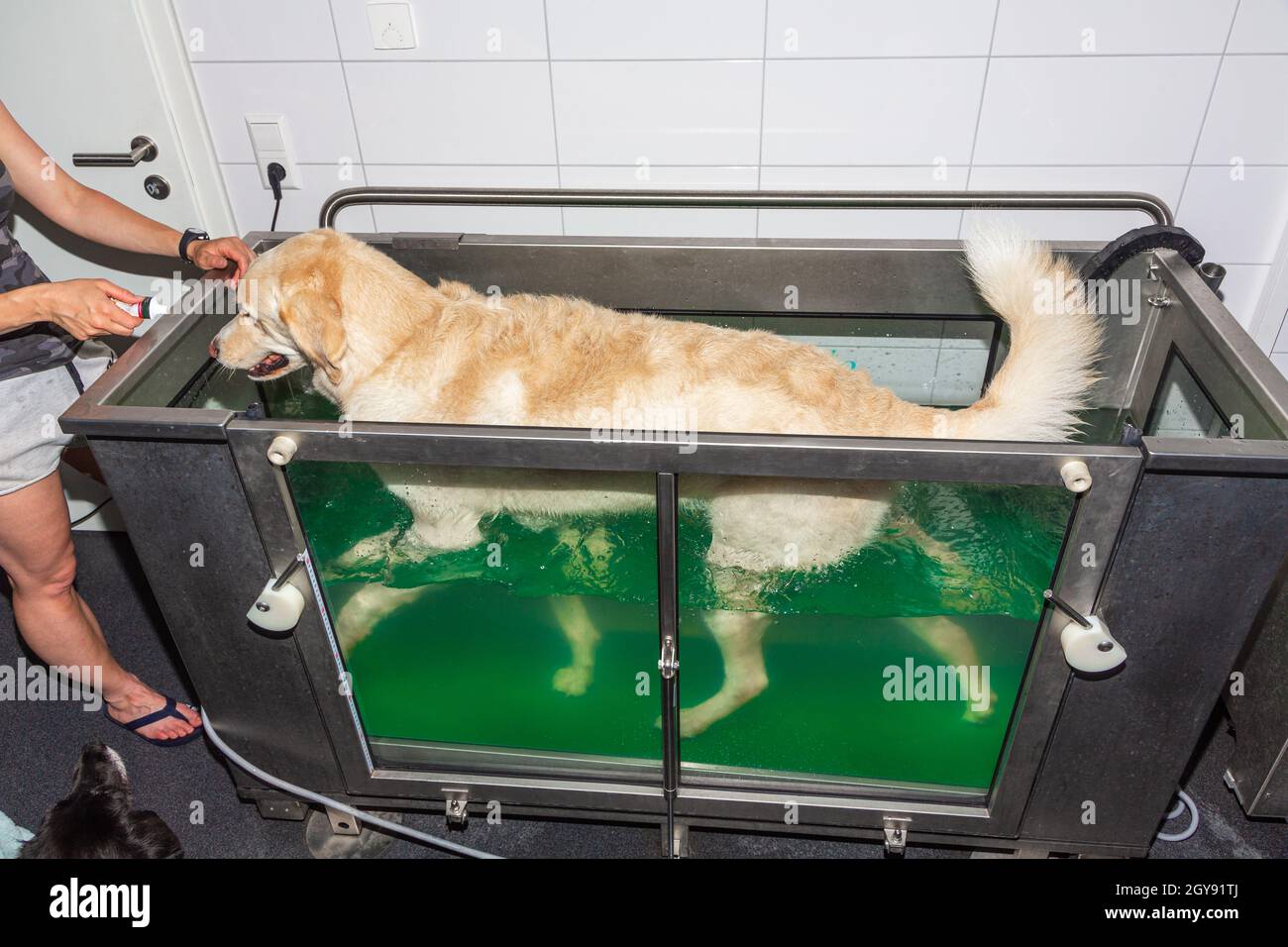 tall dog walks in a water treadmill during physical therapy Stock Photo