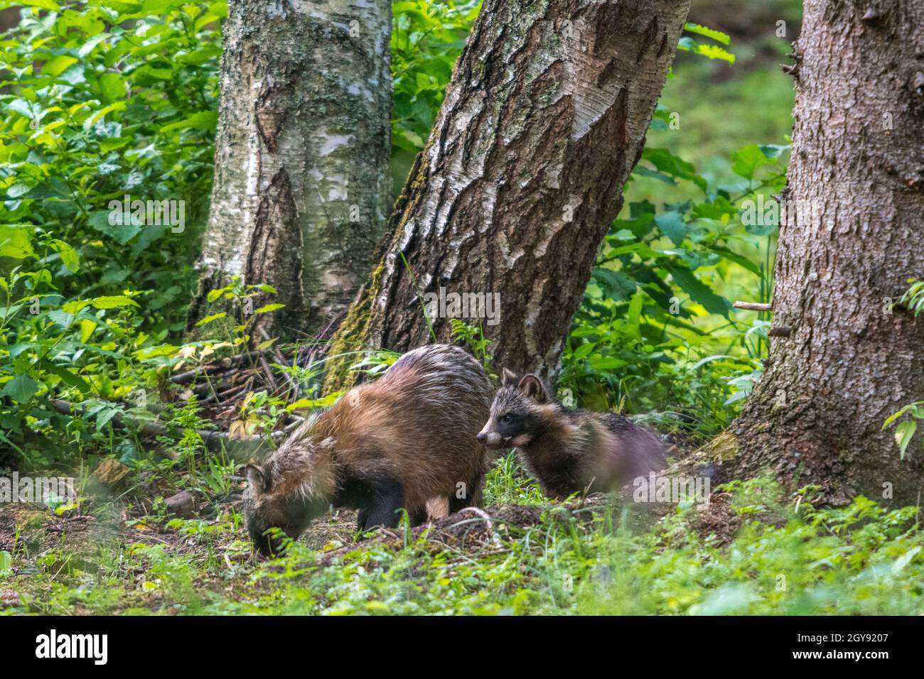 Raccoon dog (Nyctereutes procyonoides), an East Asian species ...