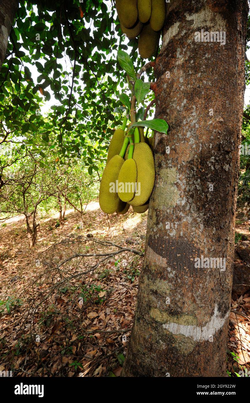 a-jackfruit-or-a-jack-tree-hanging-on-a-tree-stock-photo-alamy