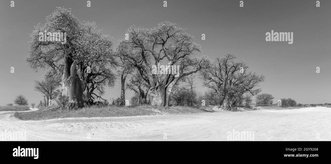 Old baobab trees along Nxai Pan, Botswana Stock Photo