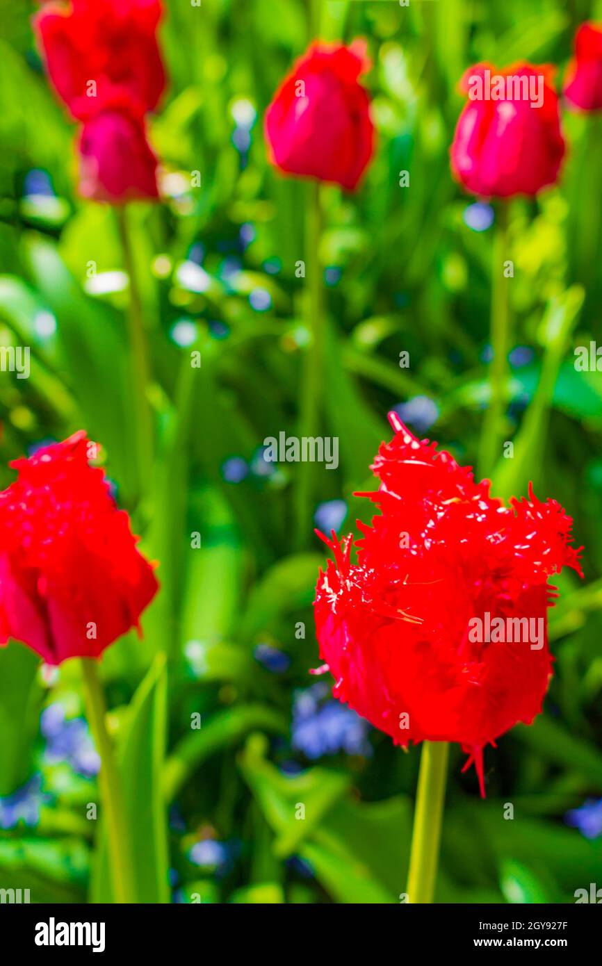 Many colorful tulips and daffodils in Keukenhof tulip park in Lisse ...