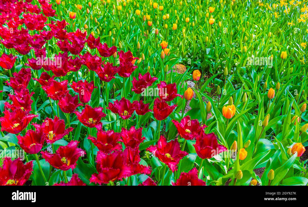Many colorful tulips and daffodils in Keukenhof tulip park in Lisse ...