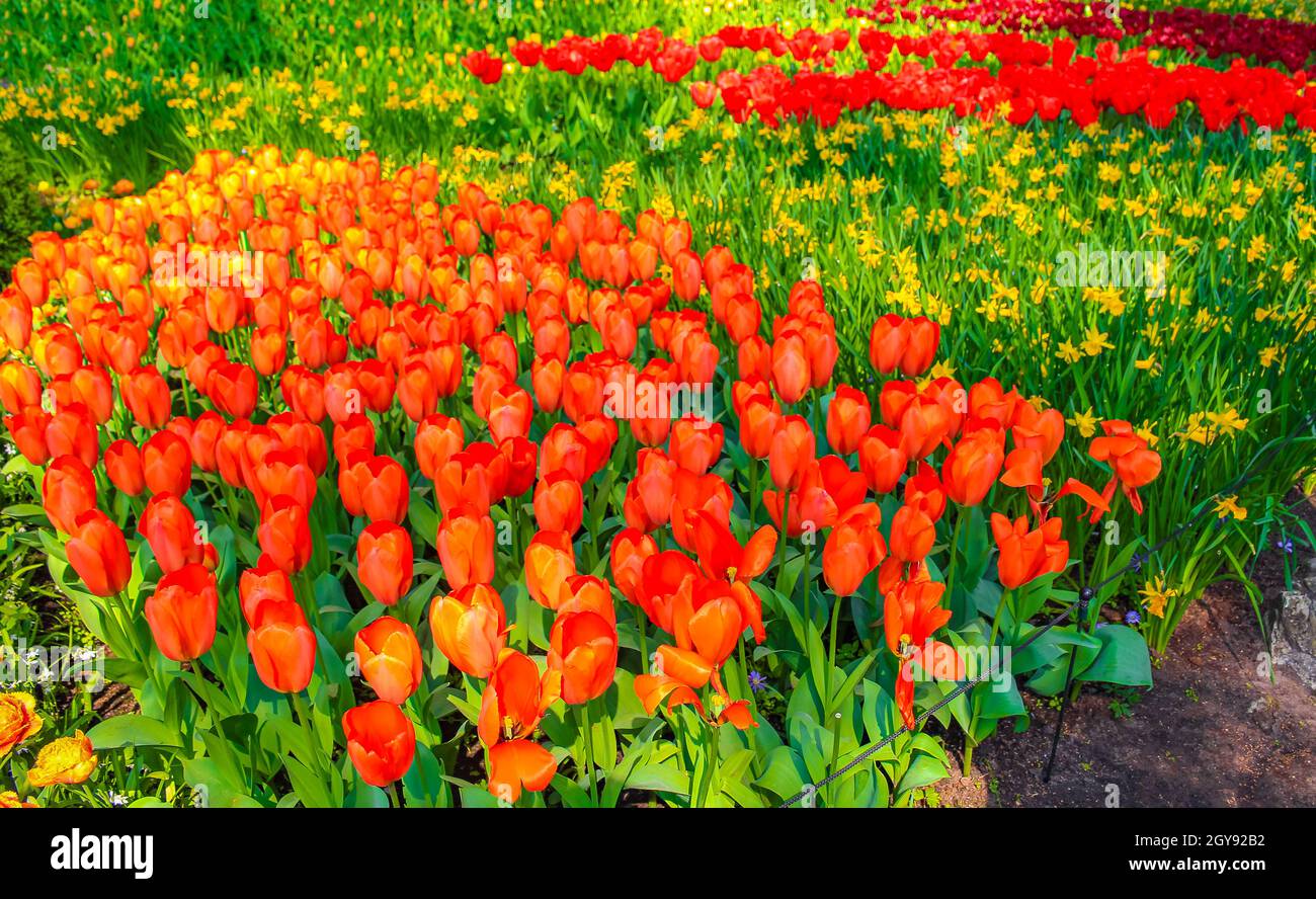 Many colorful tulips and daffodils in Keukenhof tulip park in Lisse ...
