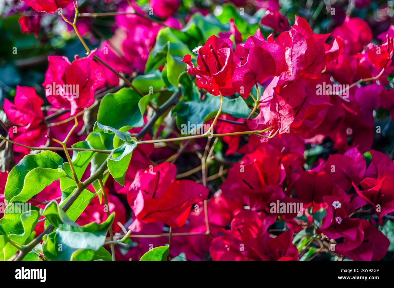 Detail of red Bougainvillea flowers in the Mediterranean town of