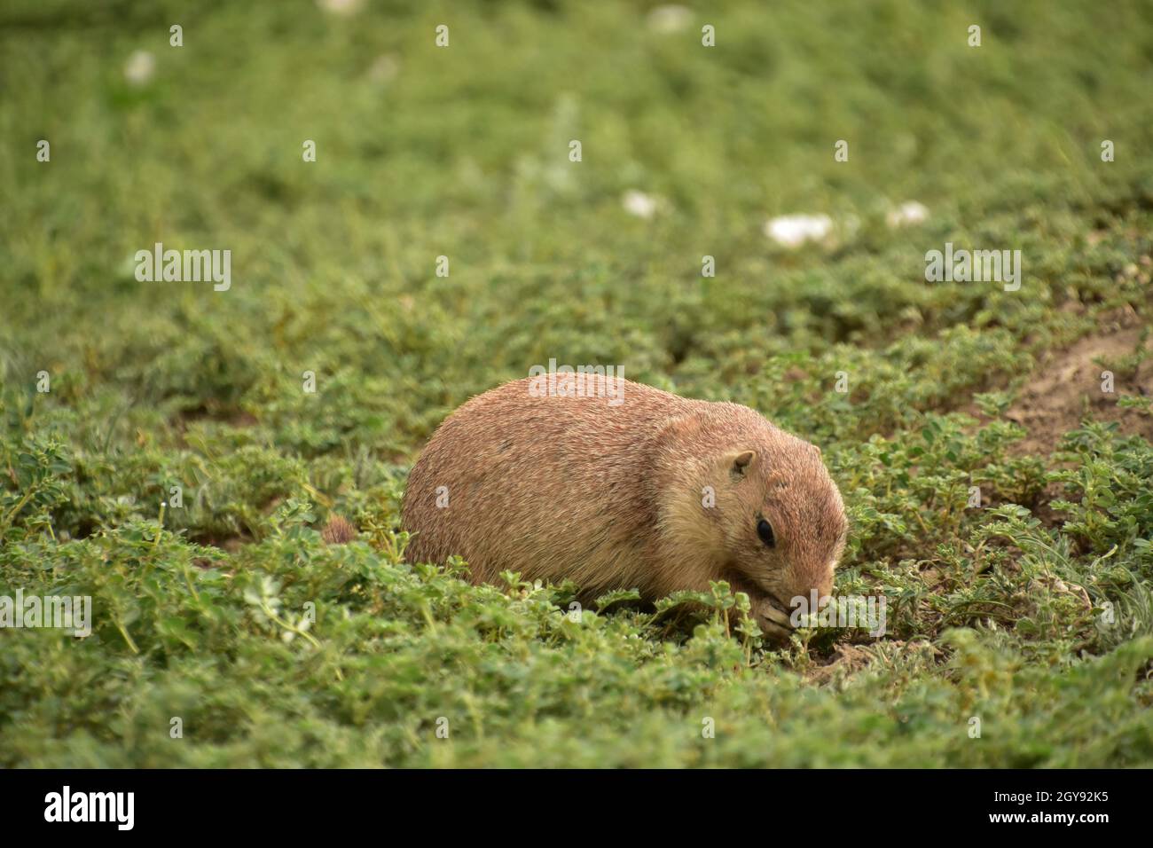 dog pulling up grass