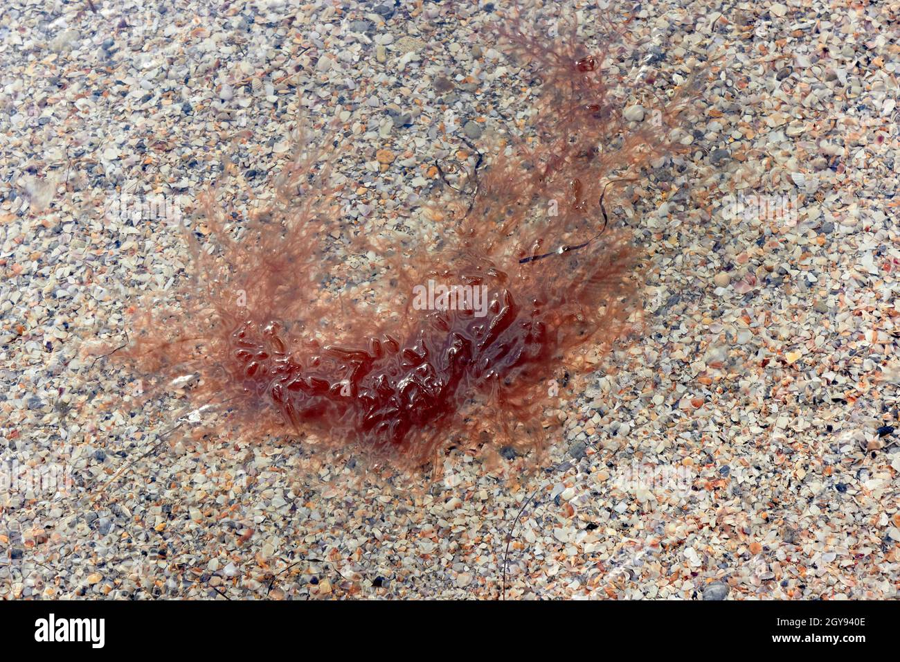 Red slimy algae swims in the sea near the shore. Shallow water and marine vegetation. The texture of orange sand, shells under clear water. Stock Photo