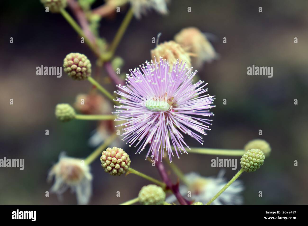 Mimosa pudica, also called sensitive plant, sleepy plant, action plant, touch-me-not, Stock Photo