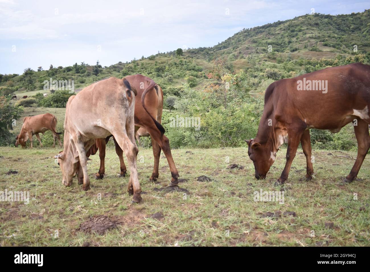 mother cow with young calf resting in a field Stock Photo - Alamy