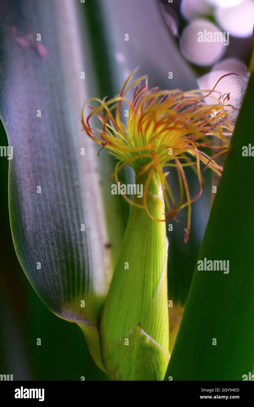 The December flower, which has the scientific name Scadoxus multiflorus, is a tuber plant Stock Photo