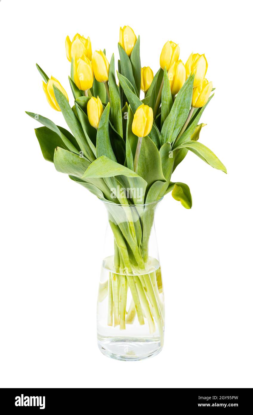 bouquet of yellow tulips in glass vase isolated on white background ...