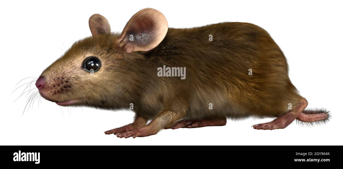 3D rendering of a little house mouse isolated on white background Stock