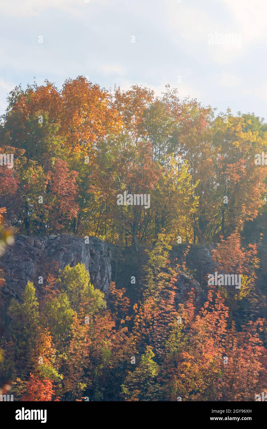 Autumn Forest Colorful Trees and Leafs, Background Autumn Trees, Autumn ...