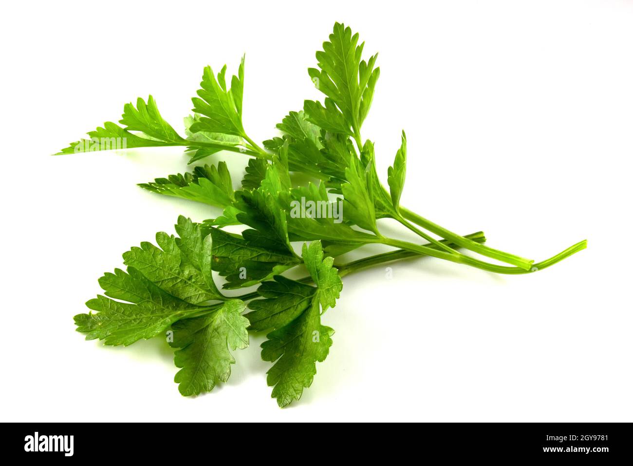 Fresh parsley isolated on white background Stock Photo