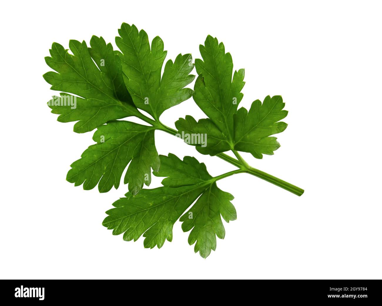 Sprig of parsley with leaves, fresh herbs isolated on white background Stock Photo
