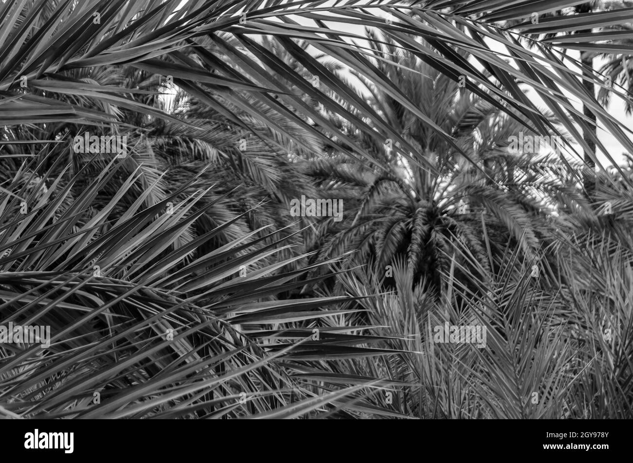 detail-of-a-date-palm-tree-black-and-white-image-stock-photo-alamy