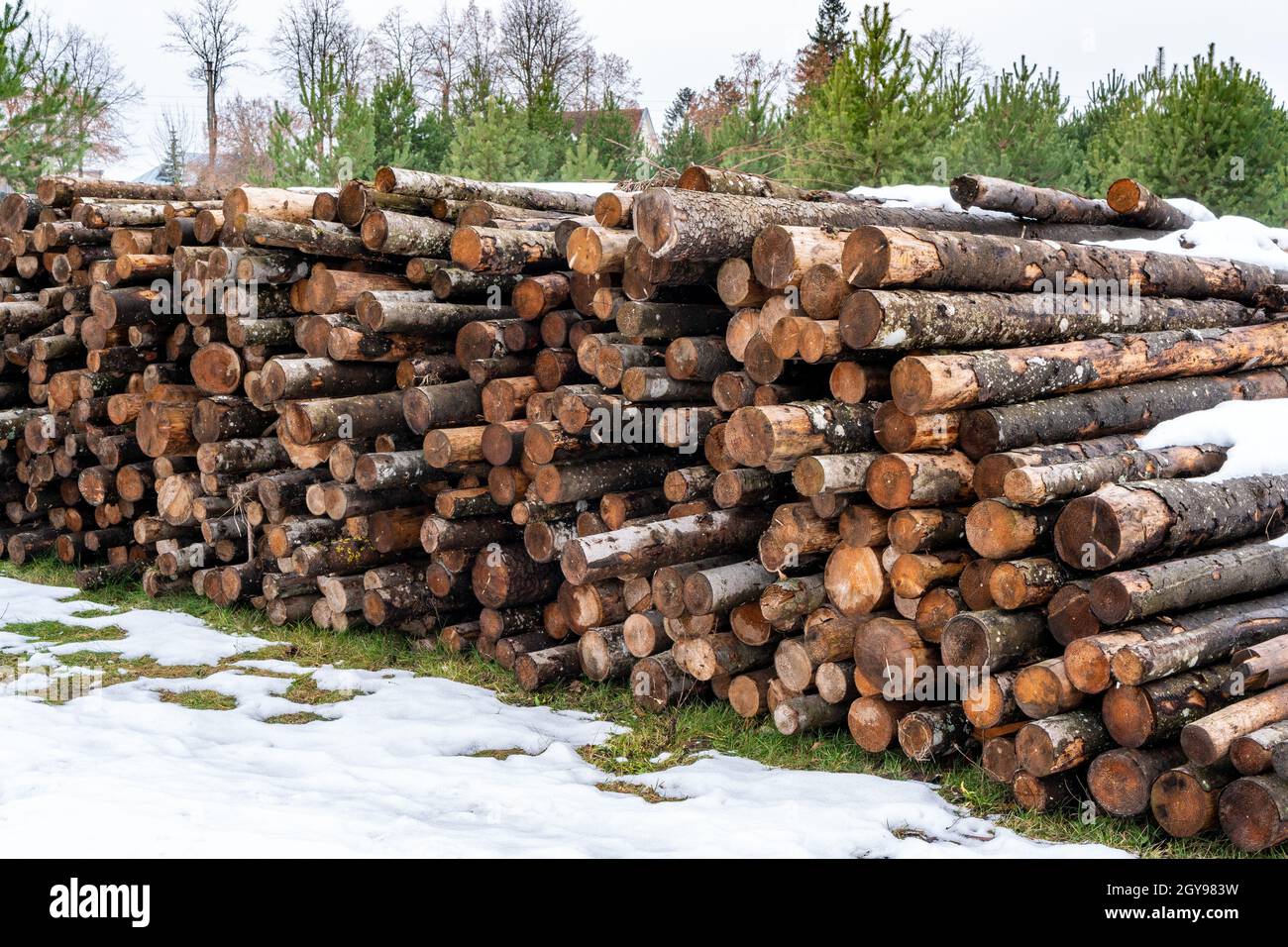 Pile of firewood log wood. Freshly chopped tree logs stacked up on top of each other in a pile