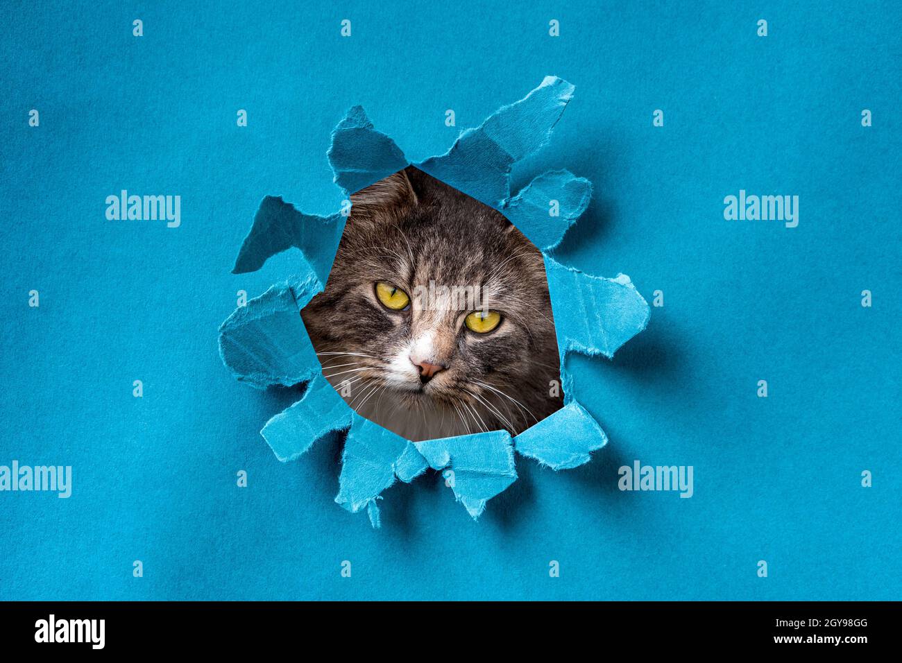 Funny cat looks through ripped hole in blue paper. Naughty pets and mischievous domestic animals. Stock Photo