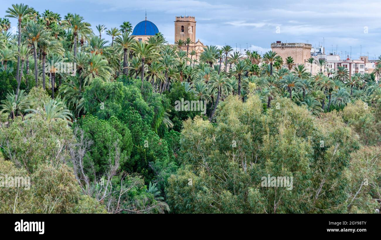 Palm trees covered with straw protectors to keep warm during winter Stock  Photo - Alamy