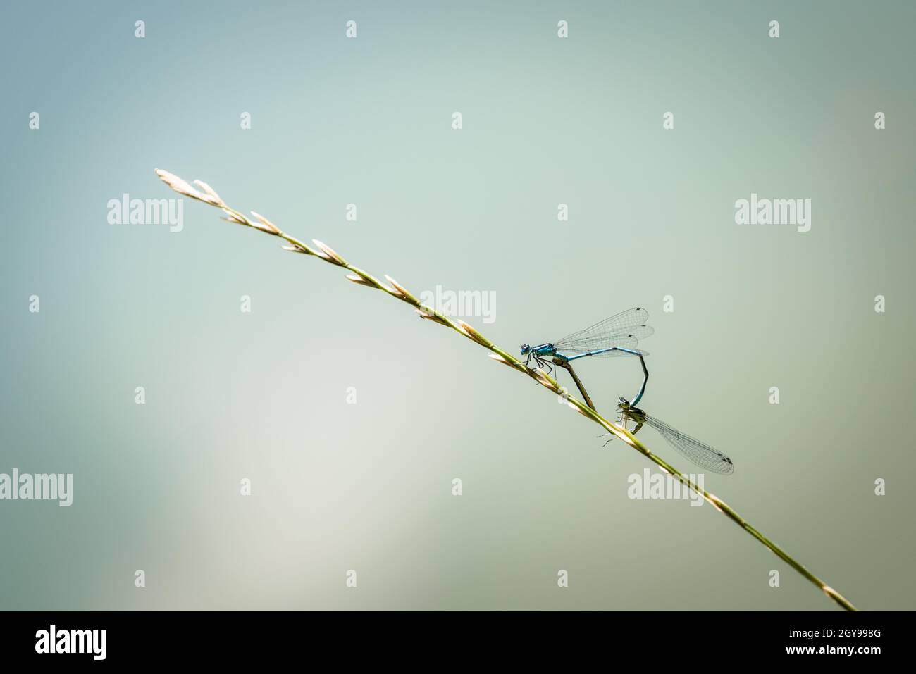 Dragonflys on a grass straw pairing Stock Photo