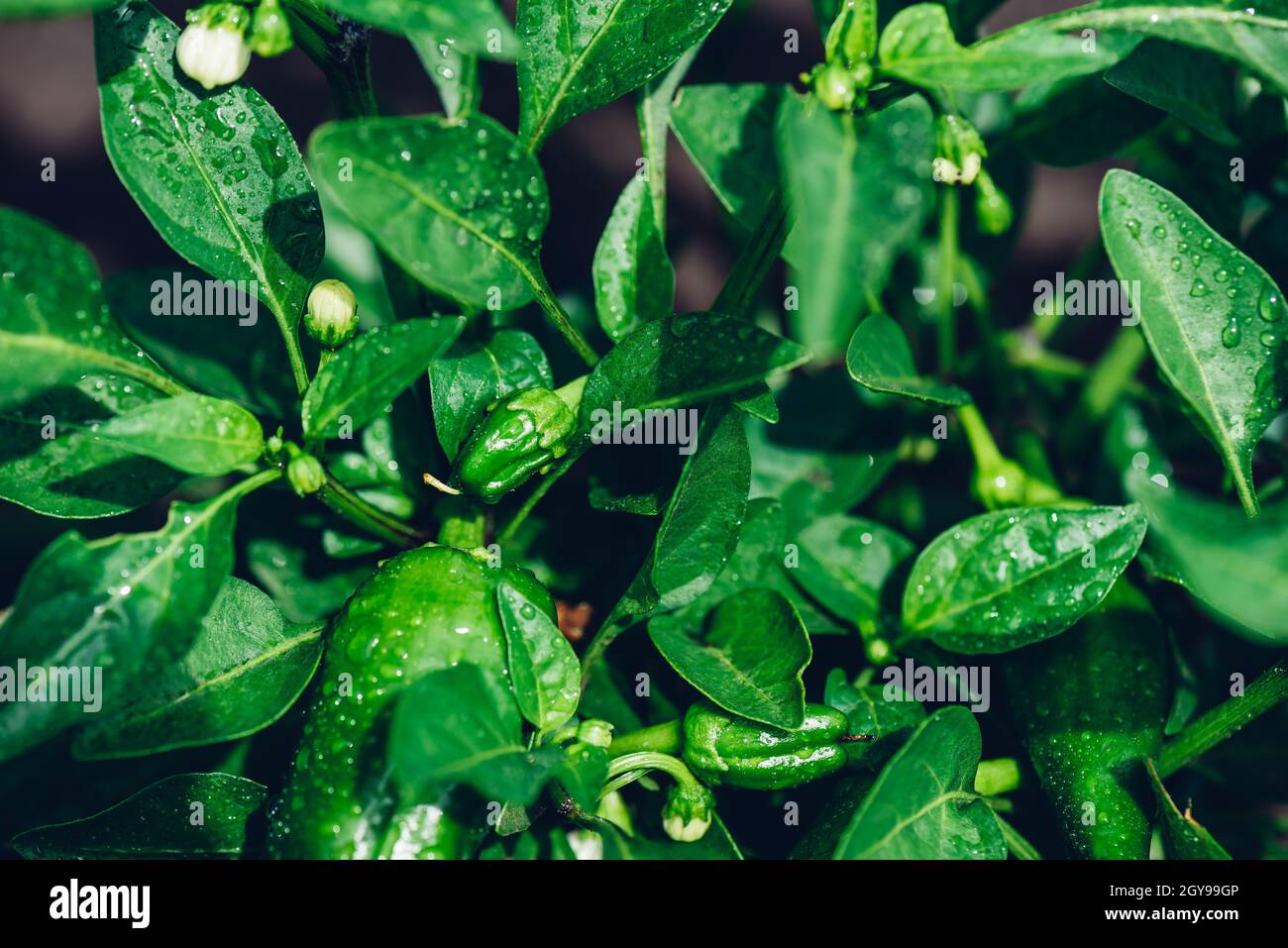 Growth of Green Chili Pepper in Backyard Garden Stock Photo