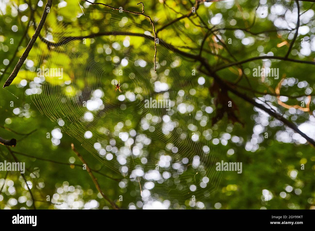 Small Spider on a spider web in a forest Stock Photo