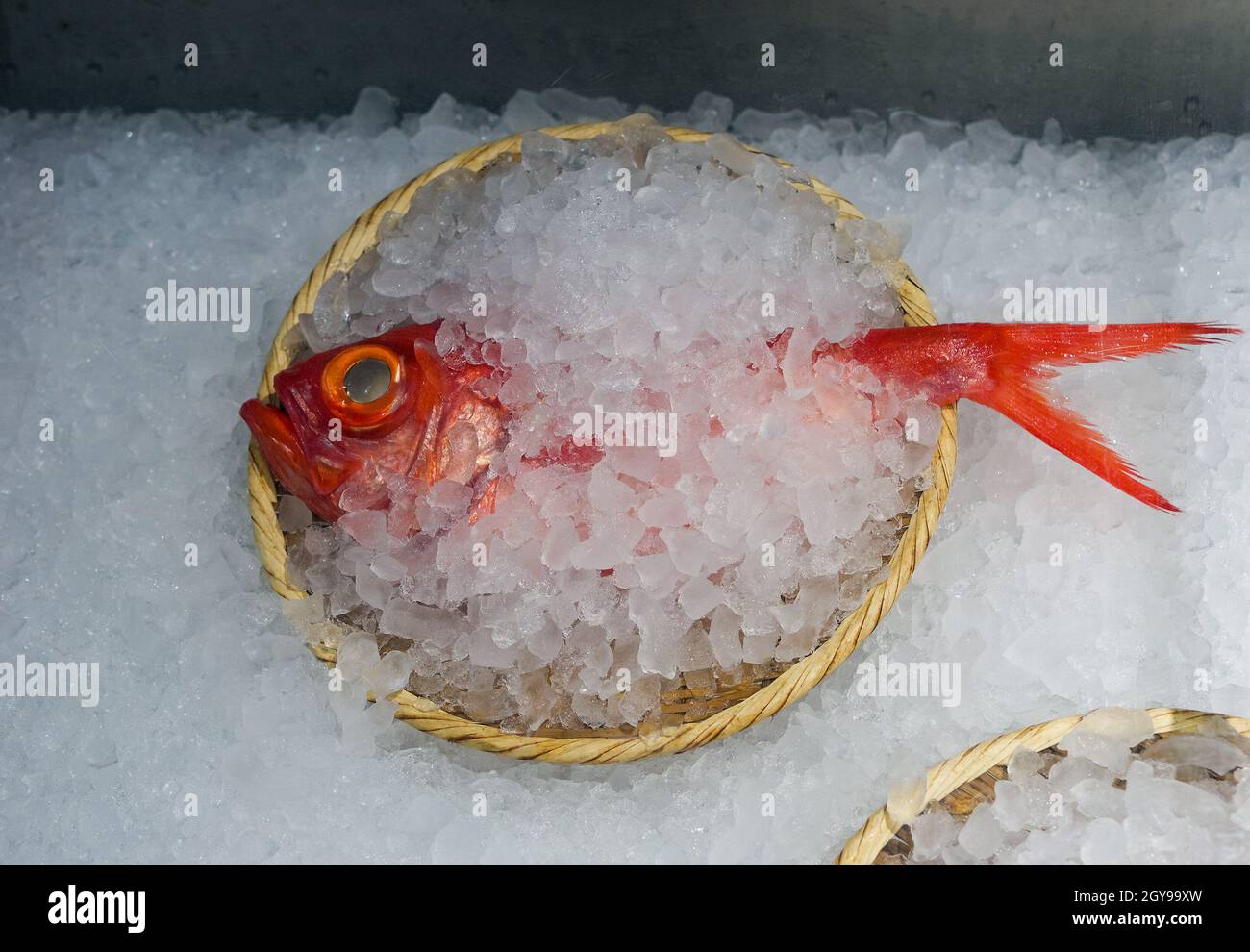 Kinmedai (golden eye snapper) on Fish Auction in Yaidu, Japan Stock Photo -  Alamy