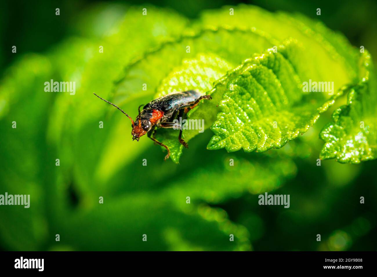 Soldier beetle (Cantharis livida) sitting on a leaf. Small black and red bug in its habitat. Stock Photo