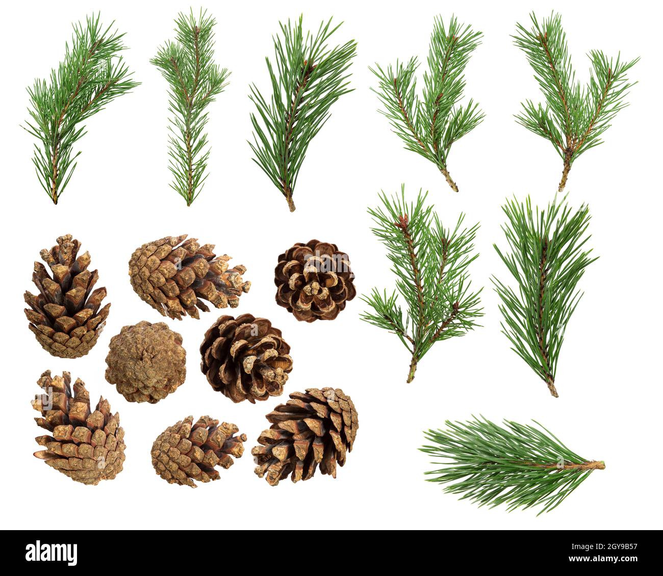 a set of spruce branches with cones in isolation on a white background ...