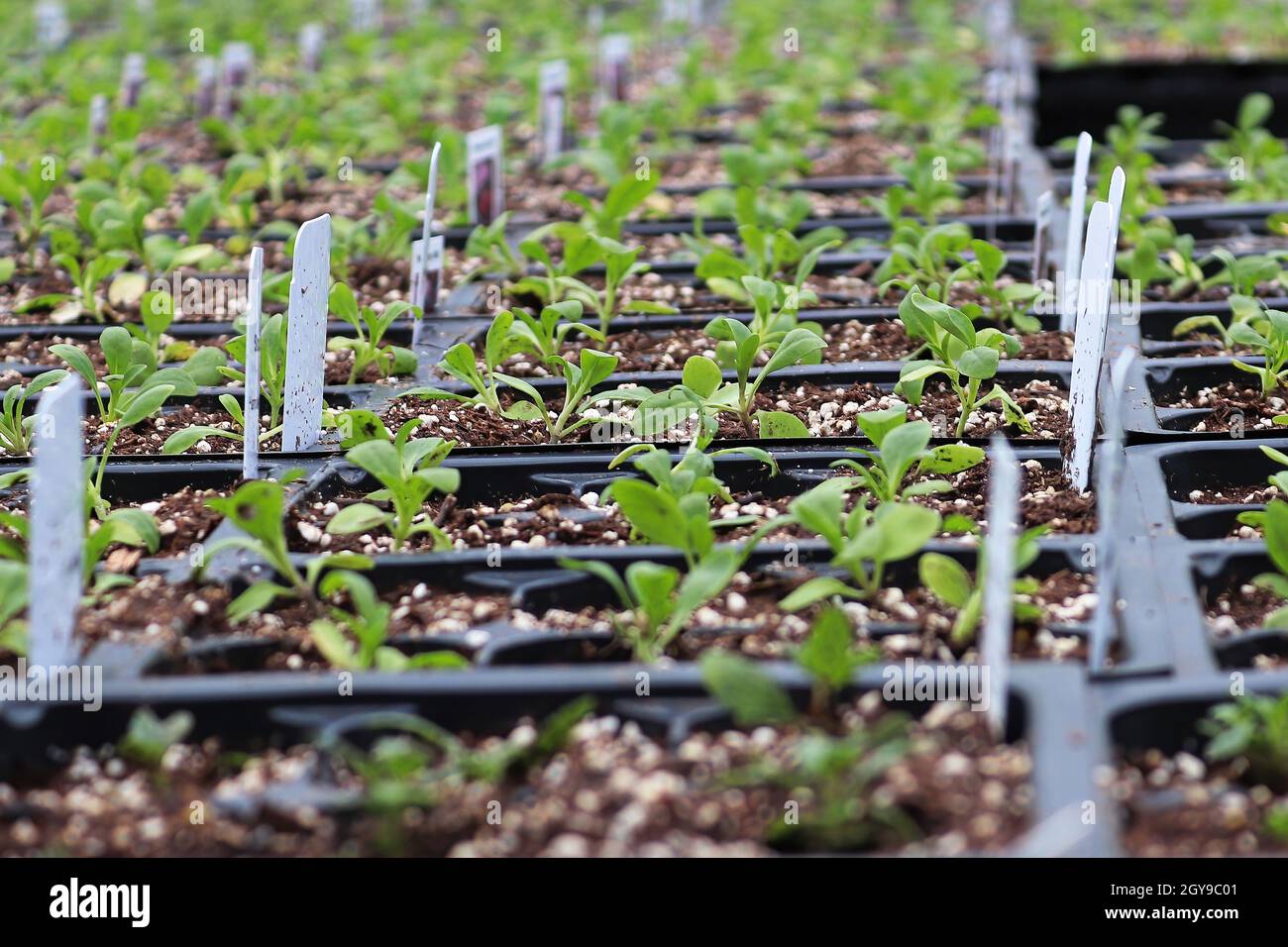 Rows of Alyssum seedlings growing in containers Stock Photo Alamy