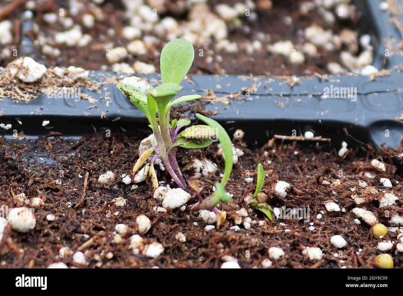 Tiny Alyssum seedlings growing in soil in a tray Stock Photo Alamy