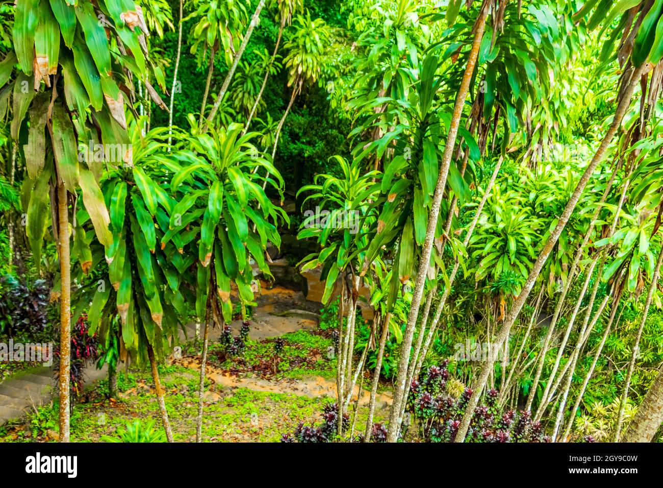 Jungle with monsoon rain at Tar Nim Waterfall & Secret Magic Garden during rainy season on Koh