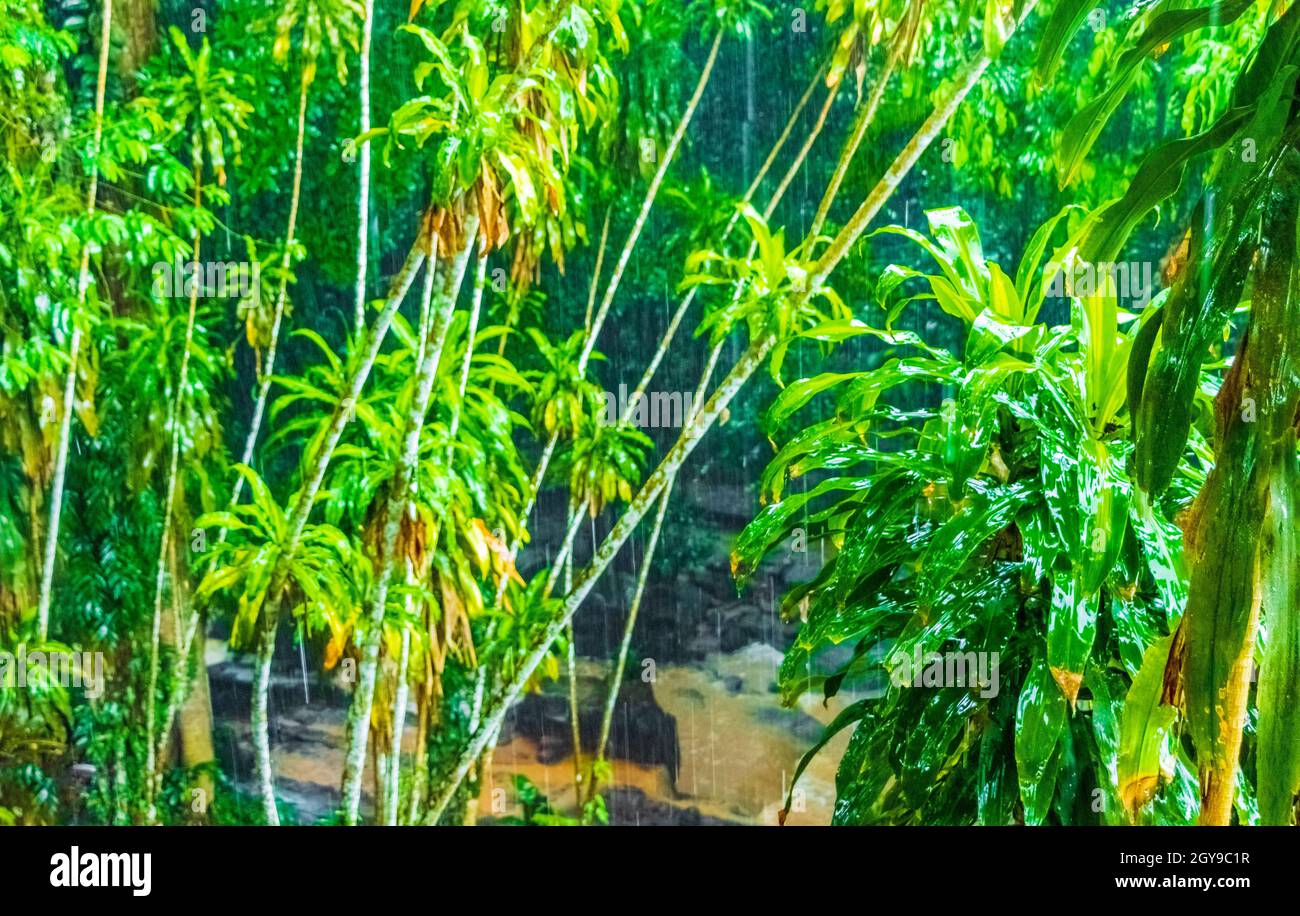 Jungle with monsoon rain at Tar Nim Waterfall & Secret Magic Garden during rainy season on Koh
