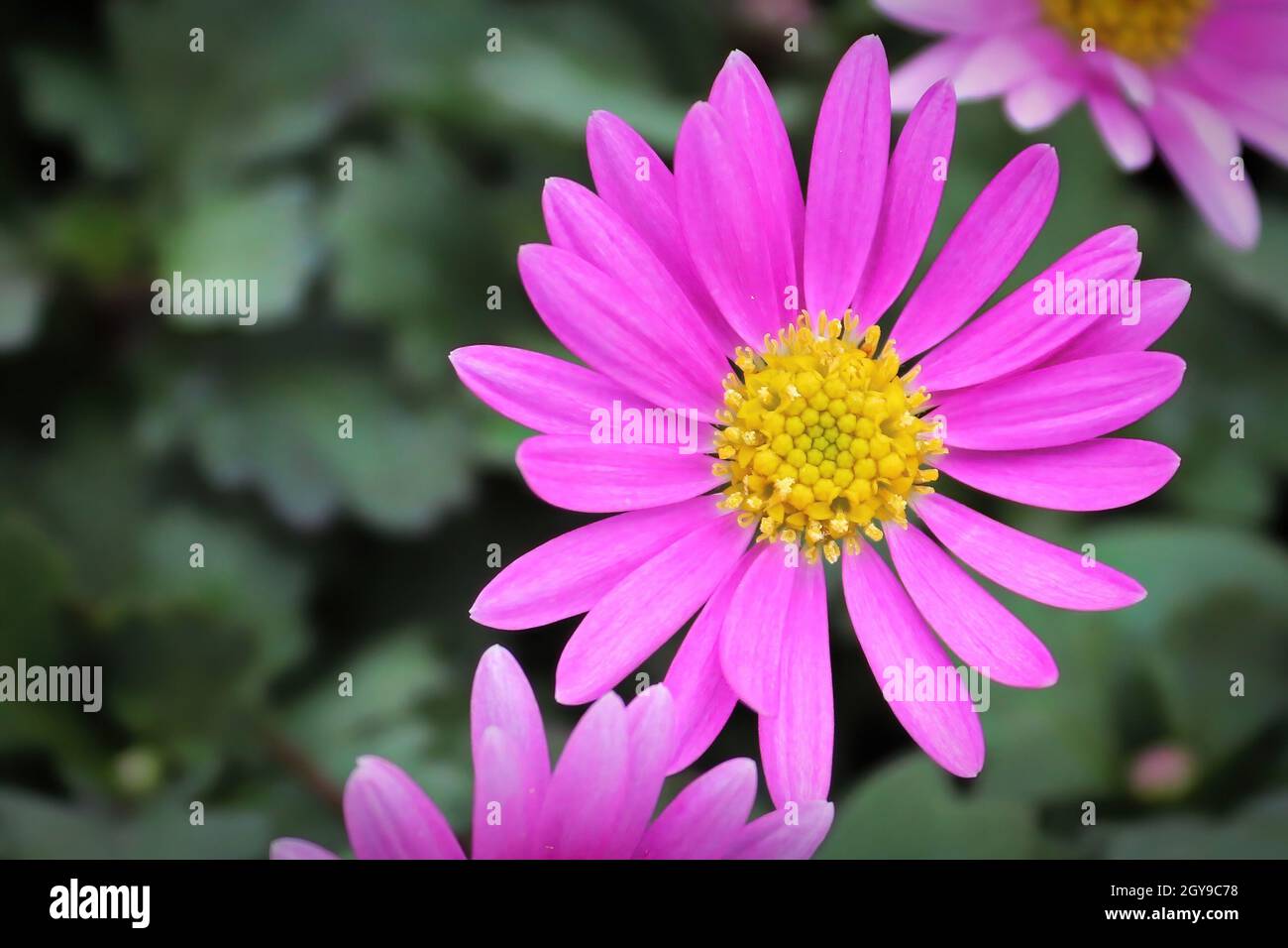 Closeup of a pink Cut Leaf Daisy growing. Stock Photo