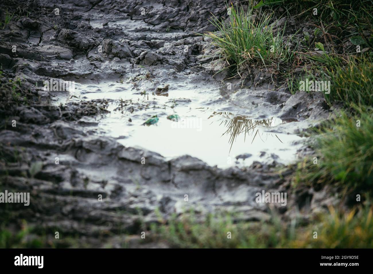 Puddle of mud on field, water Stock Photo - Alamy