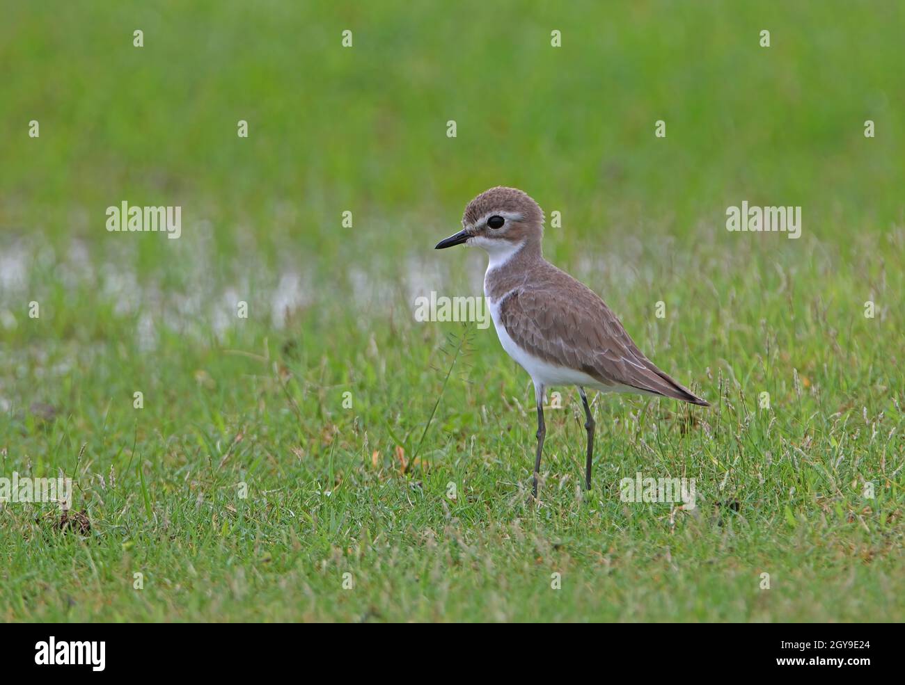Lesser Sandplover (Charadrius mongolus) non-breeding plumage, standing in wet grassland Sri Lanka               December Stock Photo