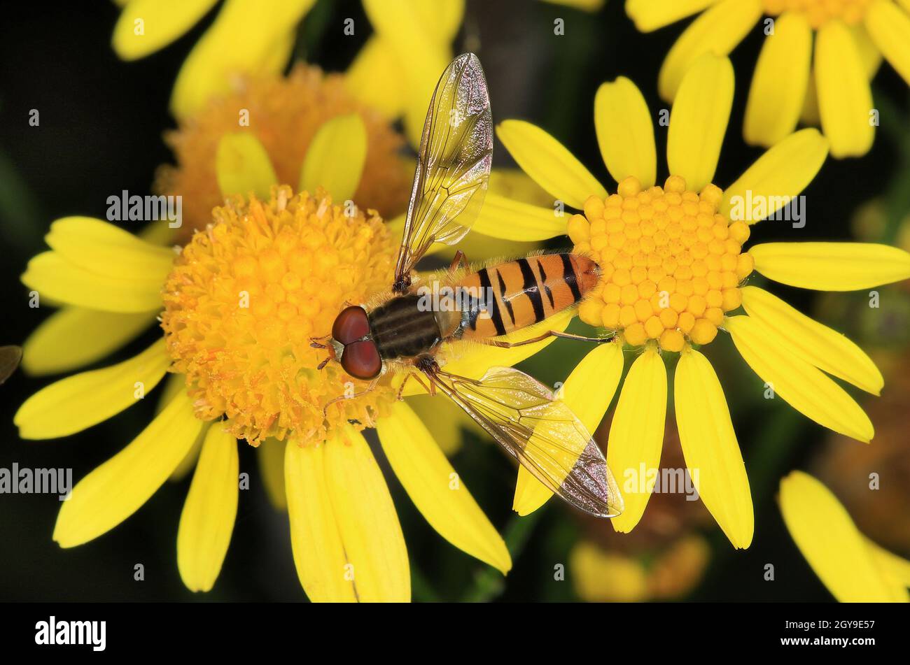 Hain-Schwebfliege, Episyrphus balteatus (männlich), auf der Blüte von Jakobs-Greiskraut Stock Photo