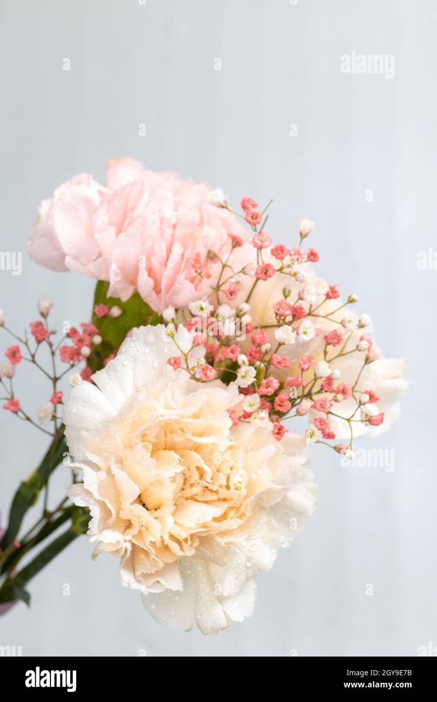 Still life of flowers on white background Stock Photo - Alamy
