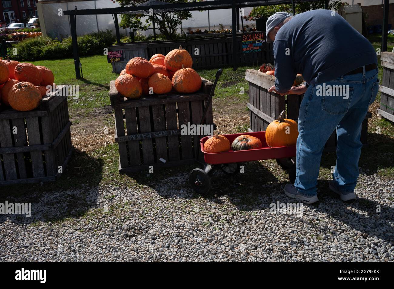 This fellow must be a fan of pumpkin pies.  Pumpkin pies are his favorite. When pumpkins are in season he buys as many as he can to make pies. Stock Photo