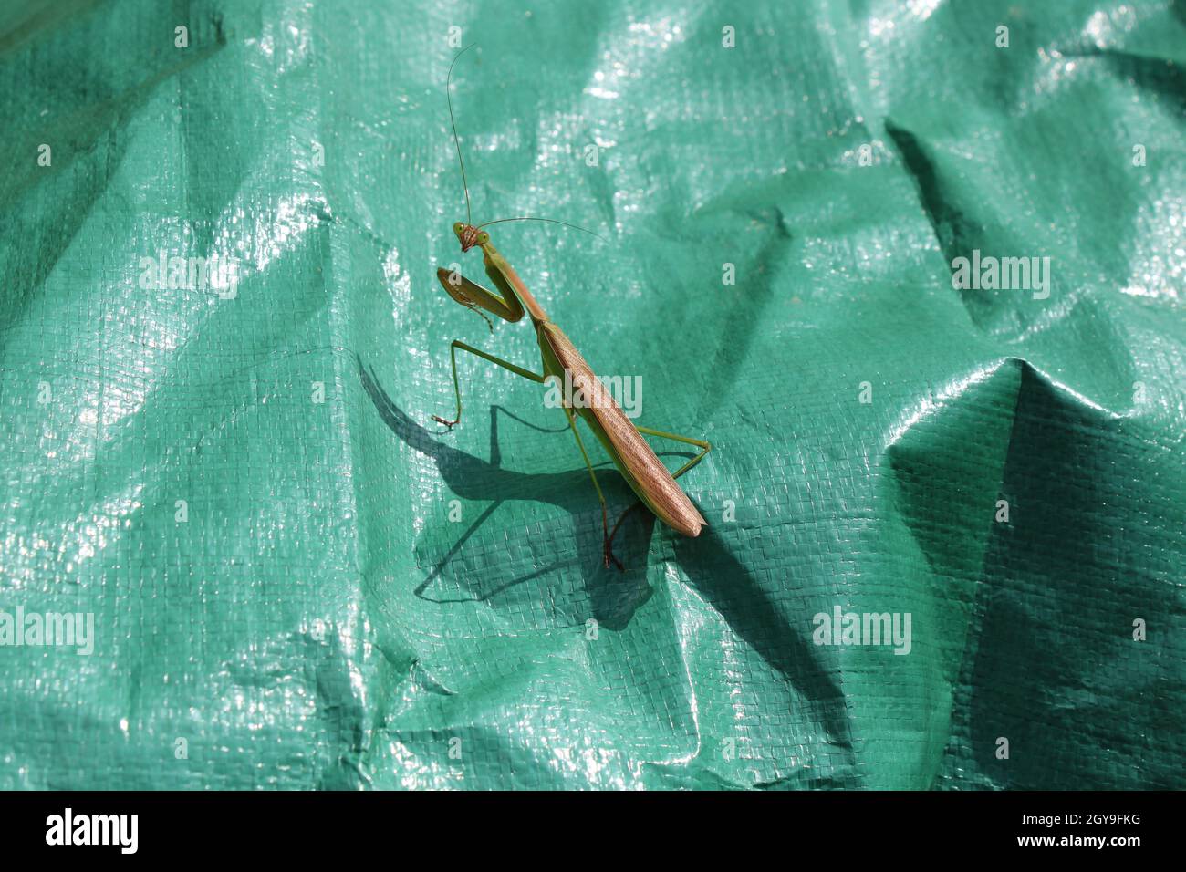 A Large Praying Mantis Looking Directly at the Viewer Stock Photo