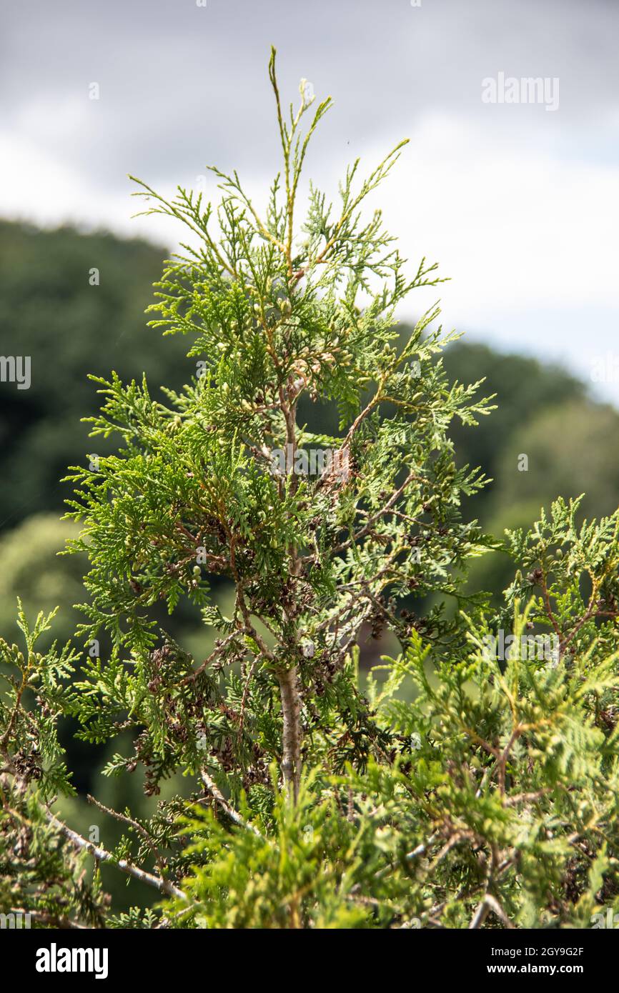 Cedar with ever green branches in front of the hill with trees Stock Photo