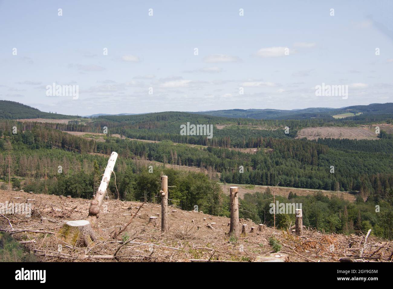 Damaged coniferous forest in summer with bark beetles Stock Photo - Alamy